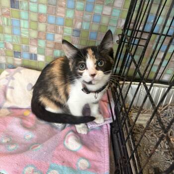 Manon -  Domestic Short Hair Cat for Adoption in Treasure Island, Florida - Manon | PetCurious