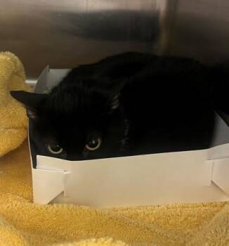 Domestic Short Hair Cats Available for Adoption in Savannah, Georgia - Cat | PetCurious