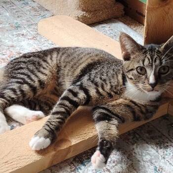 Layla -  Domestic Short Hair Cat for Adoption in Seven Valleys, Pennsylvania - Layla | PetCurious