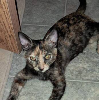 Rescue Domestic Short Hair Cats for Adoption in Fernley, Nevada - Zibble | PetCurious