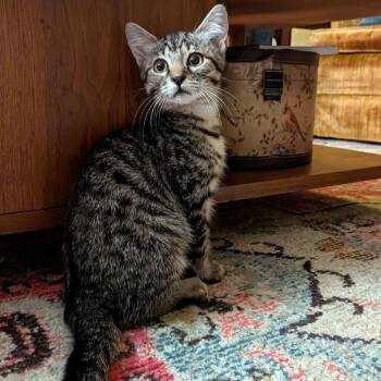 Teak -  Domestic Short Hair Cat for Adoption in Austin, Texas - Teak | PetCurious