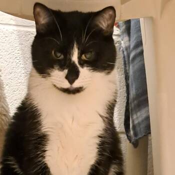 Captain -  Domestic Short Hair Cat for Adoption in Colorado Springs, Colorado - Captain | PetCurious