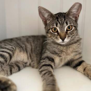 Rescue Domestic Short Hair Cats for Adoption in Davis, California - Spritz | PetCurious