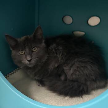 Domestic Medium Hair Cats Available for Adoption - Beanbag | PetCurious