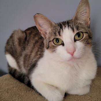 Rescue Domestic Short Hair Cats for Adoption in Yucca Valley, California - Sesame | PetCurious