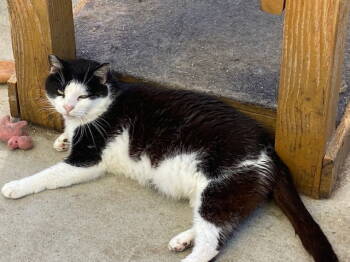 Rescue Domestic Short Hair Cats for Adoption in Escondido, California - Vito | PetCurious