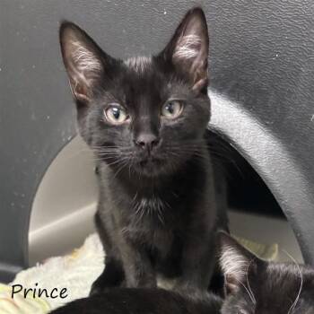 Prince -  Domestic Short Hair Cat for Adoption in Yucaipa, California - Prince | PetCurious
