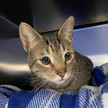 American Shorthair Cats Available for Adoption - Milo Man | PetCurious