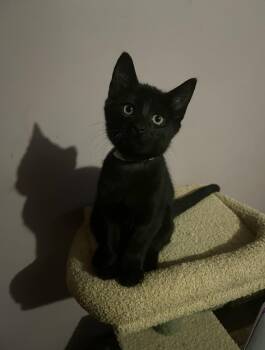 Buttercup -  Domestic Short Hair Cat for Adoption in Belchertown, Massachusetts - Buttercup | PetCurious