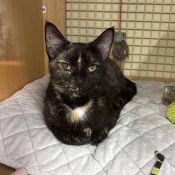 Clementine -  Domestic Short Hair Cat for Adoption in Mokena, Illinois - Clementine | PetCurious