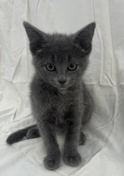 Domestic Short Hair Cats Available for Adoption in Buffalo, Minnesota - Ash | PetCurious