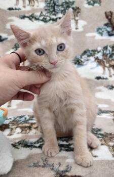 260575  Tristan -  Domestic Short Hair Cat for Adoption in Wetumpka, Alabama - 260575  Tristan | PetCurious