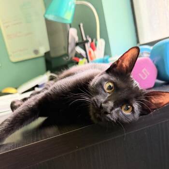 Jaci -  Domestic Short Hair Cat for Adoption in Buffalo, New York - Jaci | PetCurious