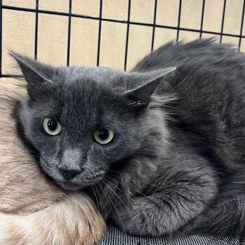 Church -  Domestic Long Hair Cat for Adoption in Santa Ana, California - Church | PetCurious