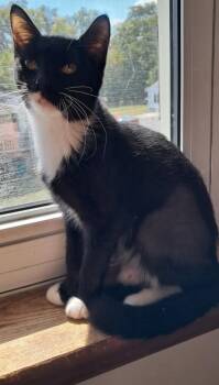 Rescue Domestic Short Hair Cats for Adoption in Hagerstown, Maryland - ONION | PetCurious