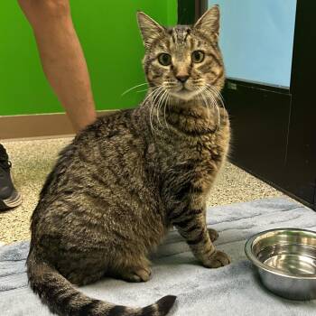 Cake Pop -  Domestic Medium Hair Cat for Adoption in Cheyenne, Wyoming - Cake Pop | PetCurious