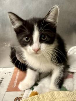 Domestic Short Hair Cats Available for Adoption in San Antonio, Texas - Ahi Tuna | PetCurious