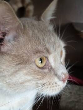 Domestic Short Hair Cats Available for Adoption in Mansfield, Connecticut - Niklaus & Oliver Two-fer | PetCurious