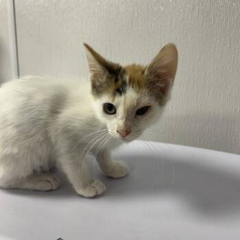 Domestic Short Hair Cats Available for Adoption in Gainesville, Florida - Maeve | PetCurious