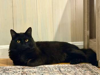Romeo -  Domestic Long Hair Cat for Adoption in Billerica, Massachusetts - Romeo | PetCurious