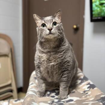 Domestic Short Hair Cats Available for Adoption in Fargo, North Dakota - Erwin | PetCurious