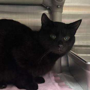 Domestic Short Hair Cats Available for Adoption in Pensacola, Florida - GATO | PetCurious