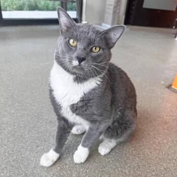 Fella -  Domestic Short Hair Cat for Adoption in Hailey, Idaho - Fella | PetCurious