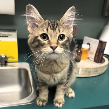 Werner -  Domestic Short Hair Cat for Adoption in Lenexa, Kansas - Werner | PetCurious
