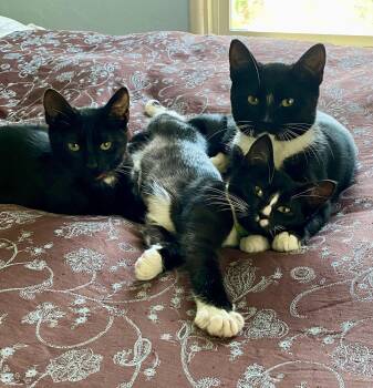 Domestic Short Hair Cats Available for Adoption - Zz | PetCurious