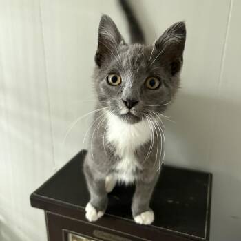 Sombra -  Domestic Short Hair Cat for Adoption in Bellmawr, New Jersey - Sombra | PetCurious