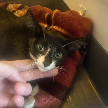 Skylar -  Domestic Short Hair Cat for Adoption in Mt. Juliet, Tennessee - Skylar | PetCurious