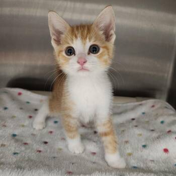 Tigger -  Domestic Short Hair Cat for Adoption in Fort Wayne, Indiana - Tigger | PetCurious