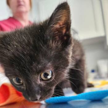 Coal -  Domestic Short Hair Cat for Adoption in Cumming, Georgia - Coal | PetCurious