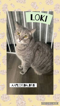 Rescue Tabby and Domestic Short Hair Cats for Adoption in Pensacola, Florida - Loki | PetCurious