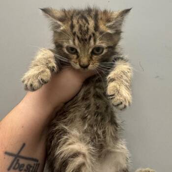 Lazy Bean -  Domestic Medium Hair Cat for Adoption in Columbiana, Alabama - Lazy Bean | PetCurious