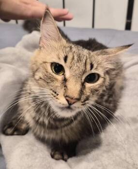 Orzo -  Maine Coon Cat for Adoption in San Diego, California - Orzo | PetCurious