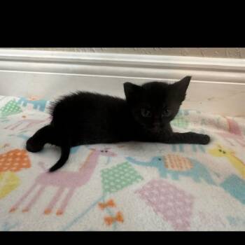 Cali -  Domestic Short Hair Cat for Adoption in Fort Lauderdale, Florida - Cali | PetCurious