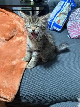 Apollo -  Domestic Medium Hair Cat for Adoption in Chicago, Illinois - Apollo | PetCurious