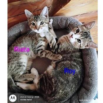 Roy and Riata -  Tabby Cat for Adoption in Millcreek, Utah - Roy And Riata | PetCurious