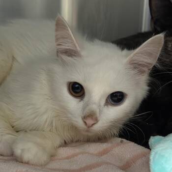 Candy Corn -  Domestic Long Hair Cat for Adoption in Matteson, Illinois - Candy Corn | PetCurious