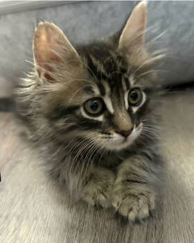 Rescue Domestic Medium Hair and Tabby Cats for Adoption in Campbell, California - Macie | PetCurious