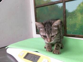 PRISCILLA -  Domestic Short Hair Cat for Adoption in Houston, Texas - PRISCILLA | PetCurious