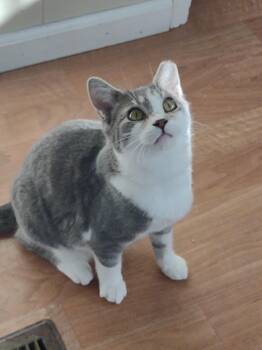 Rescue Tabby and Domestic Short Hair Cats for Adoption in Montour Falls, New York - Max | PetCurious