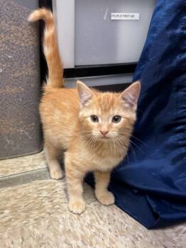 Bermuda -  Tabby Cat for Adoption in Albuquerque, New Mexico - Bermuda | PetCurious
