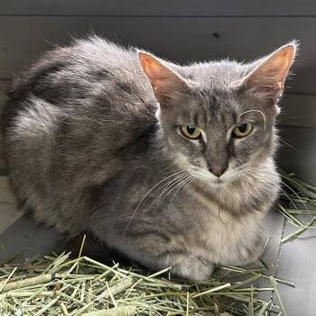 American Shorthair Cats Available for Adoption - Grace | PetCurious