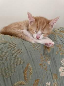 3875B Butters - Petsmart Summerville -  Domestic Short Hair Cat Available for Adoption in North Charleston, South Carolina - 3875B Butters - Petsmart Summerville | PetCurious