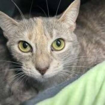 Domestic Short Hair Cats Available for Adoption in New York, New York - Ulta | PetCurious