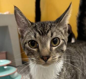Domestic Short Hair Cats Available for Adoption - Jerry | PetCurious