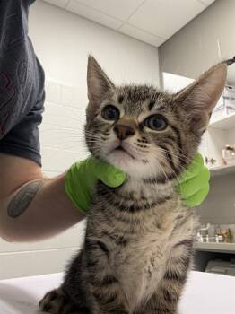 PB -  Domestic Short Hair Cat for Adoption in Indianapolis, Indiana - PB | PetCurious