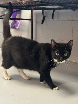 Rescue Domestic Short Hair Cats for Adoption in Greenwood, Mississippi - Abracadabra | PetCurious